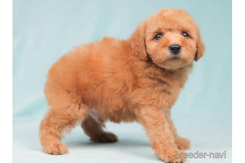 成約済の東京都のトイプードル-202101の3枚目